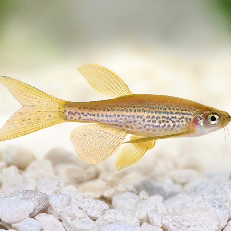 Brachydanio frankei Luipaarddanio L @